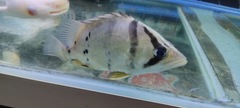 Datnioides pulcher
