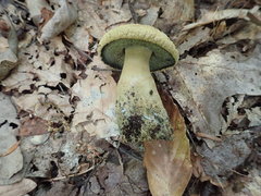 Gyroporus cyanescens