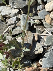 Sairocarpus kingii