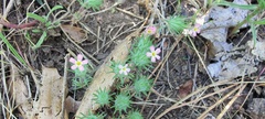 Leptosiphon ciliatus