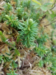 Phyllodoce glanduliflora