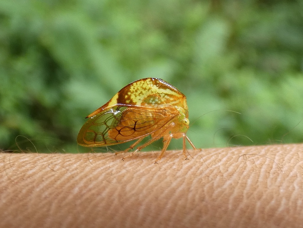 Vestistiloides