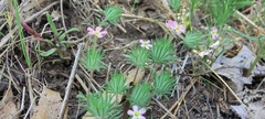 Leptosiphon ciliatus