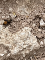 Dasymutilla montivagoides