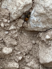 Dasymutilla montivagoides