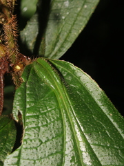 Miconia conosetosa
