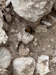 Dasymutilla montivagoides