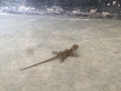 Acanthocercus ugandaensis