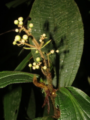 Miconia conosetosa