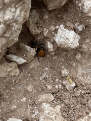 Dasymutilla montivagoides