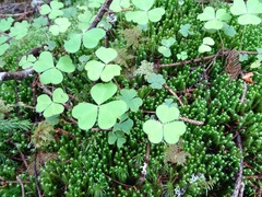 Oxalis montana image