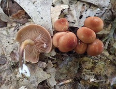Marasmius cohaerens