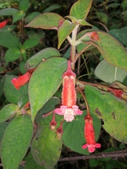 Mexican Bellflower (Kohleria eriantha)
