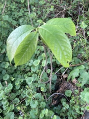 Asimina triloba