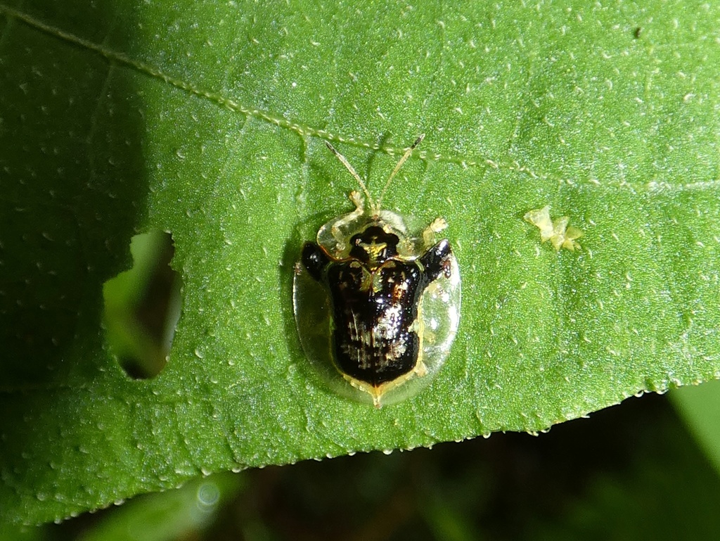 Plagiometriona gibbifera