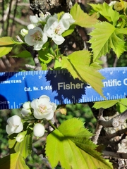 Crataegus flabellata