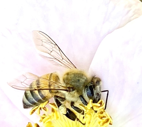 iNaturalist observation photo of Western Honey Bee