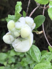 Exobasidium rhododendri