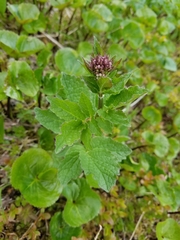 Valeriana sitchensis