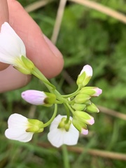 Anthocharis cardamines