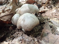 Tricholoma acris