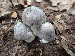 Tricholoma acris