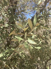 Quercus hypoleucoides