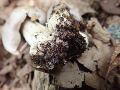 Tricholoma acris
