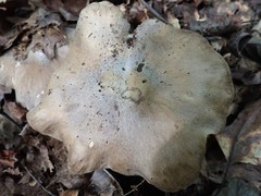 Tricholoma acris
