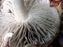 Tricholoma acris