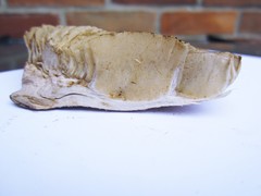 Tricholoma acris