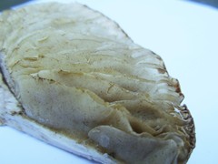 Tricholoma acris