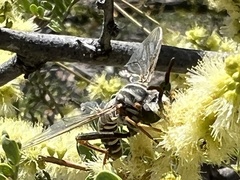 Opomydas limbatus