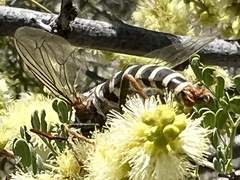 Opomydas limbatus