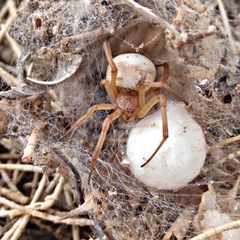 Latrodectus pallidus