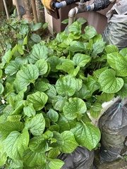 Pilea nummulariifolia