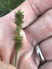 Carex aggregata