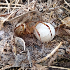 Latrodectus pallidus