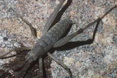 Petrotettix cupolaensis