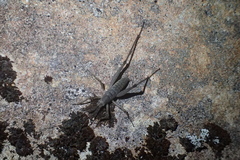 Petrotettix cupolaensis