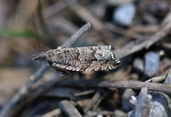 Ancylis unguicella