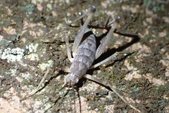 Petrotettix cupolaensis