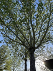 Platanus occidentalis