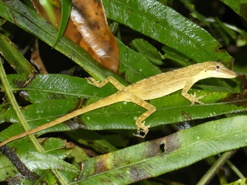 Kempton's Anole, Anolis kemptoni