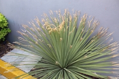 Dasylirion parryanum