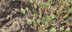 Leptosiphon ciliatus