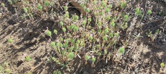 Leptosiphon ciliatus