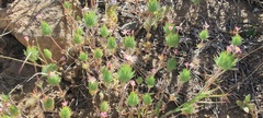 Leptosiphon ciliatus