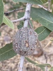Kokkocynips coxii