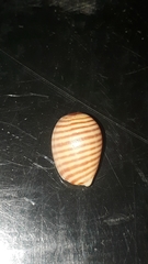 Persicula bandera